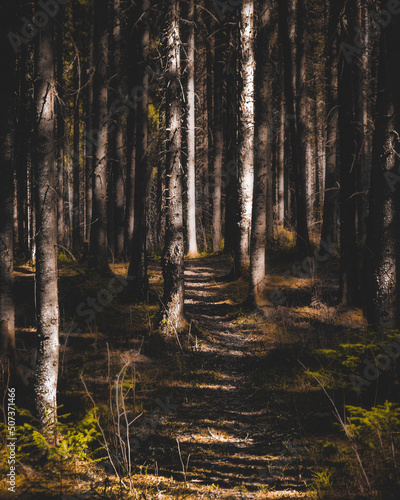 forest