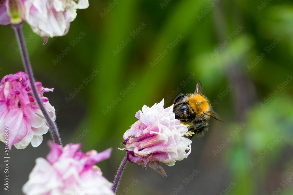 bumblebee on purple flower bumblebee on purple flower