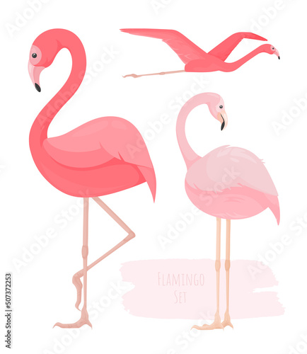 Set of bright pink vector flamingos in different angles. Profile of tropical bird stands on one paw. Flight. Back view. Flat decorative elements. Wild nature. Cartoon character. Jungle Inhabitant. Zoo
