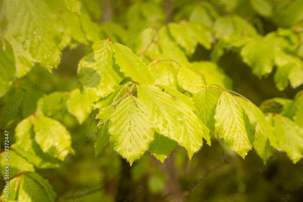 european beech common beech
Fagus sylvatica in early spring european beech common beech
Fagus sylvatica in early spring