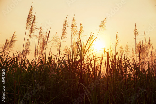 Sunset in a flowering sugarcane field