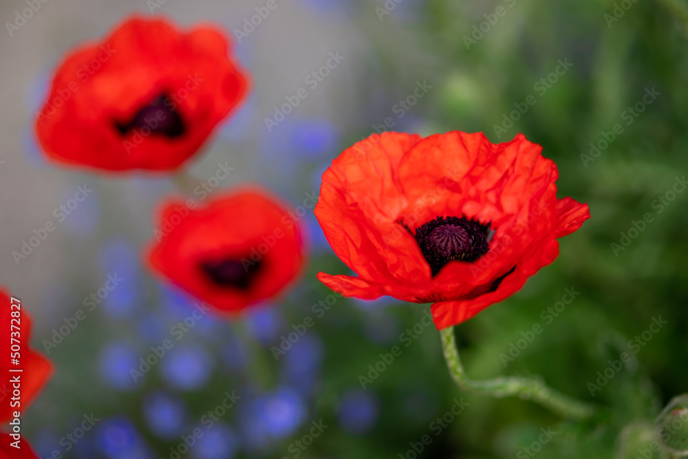 Large red poppies on a background of green leaves. Large red poppies on a background of green leaves.