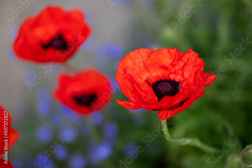 Large red poppies on a background of green leaves.