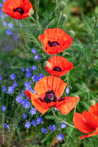 Large red poppies on a background of green leaves.