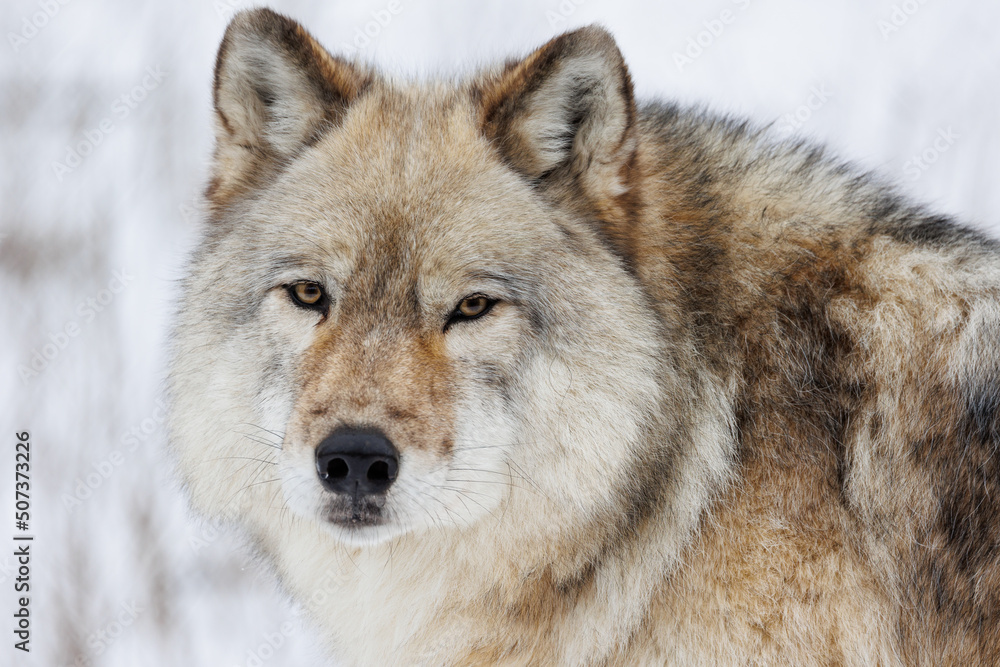 Close up portrait of a Grey Wolf in winter