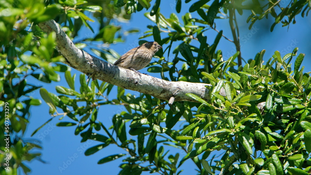 House finch (Haemorhous mexicanus) perched in a tree in Panama City, Florida, USA House finch (Haemorhous mexicanus) perched in a tree in Panama City, Florida, USA
