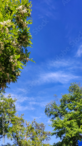 Blue sky and tree branches.
