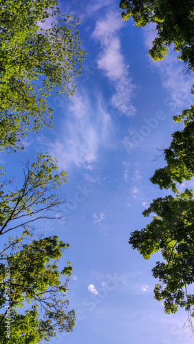 Fototapeta Naklejka Na Ścianę i Meble -  Blue sky and green tree branches.