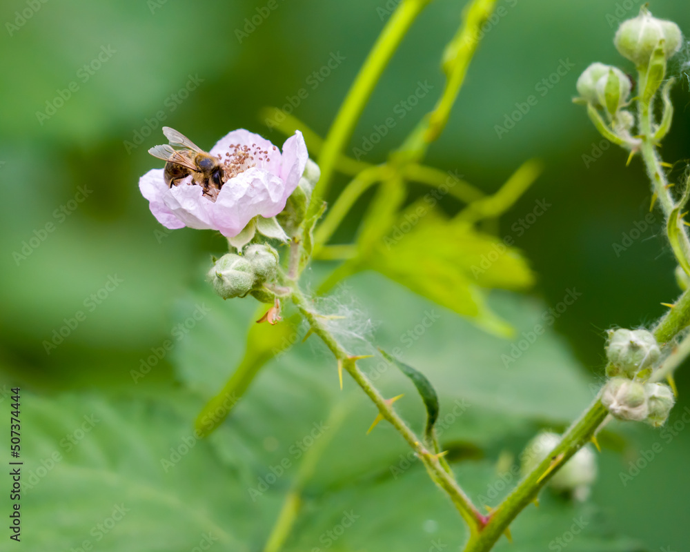Bee on the wild rose flower on blurred green background