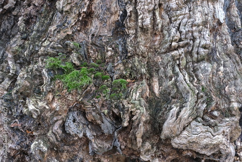 Wallpaper Mural Detail von einem sehr alten Baumstamm ohne Rinde teilweise mit grünem Moos bedeckt. Torontodigital.ca