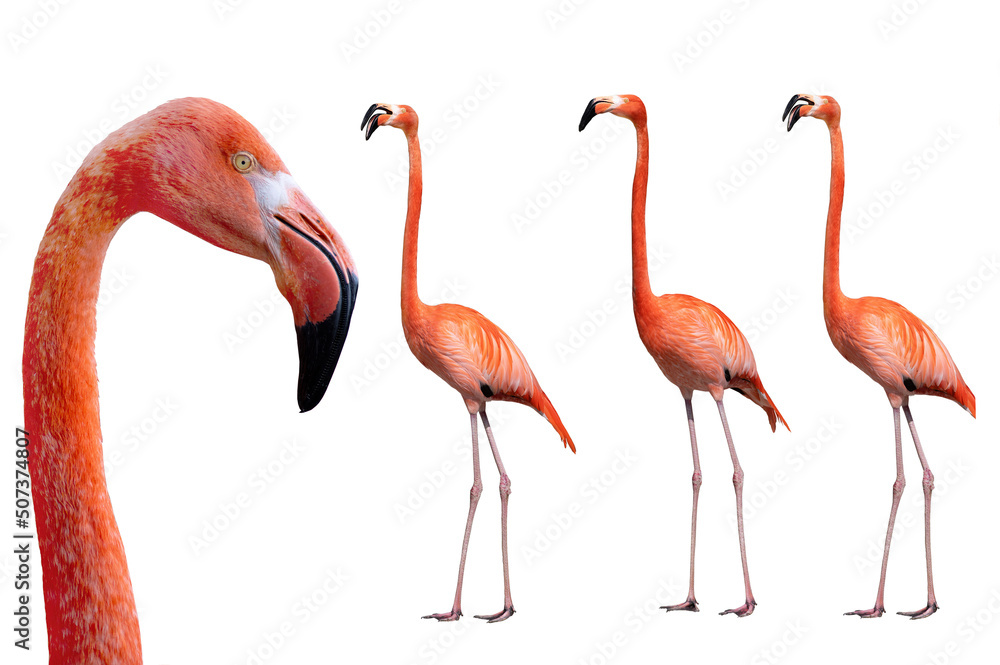 portrait flamingo isolated on white background