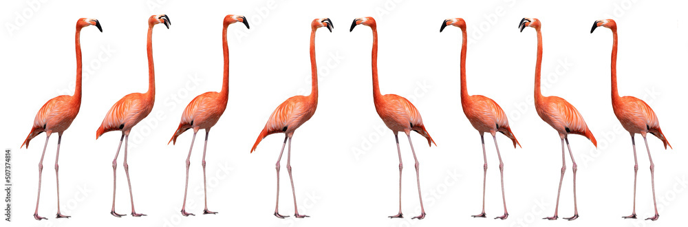 flamingo isolated on white background