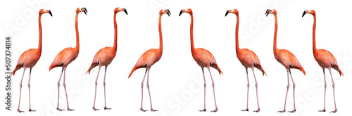 flamingo isolated on white background © fotomaster