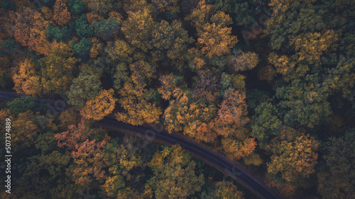  road among the autumn forest, view from the drone