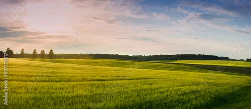 Panel kuchenny z motywem Beautiful landscape at sunset at field of spikelets in windy weather. There are trees on the horizon.