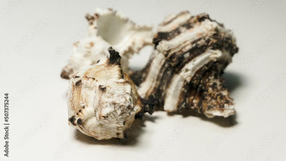 Three Seashells on a white background, indoor photo Three Seashells on a white background, indoor photo