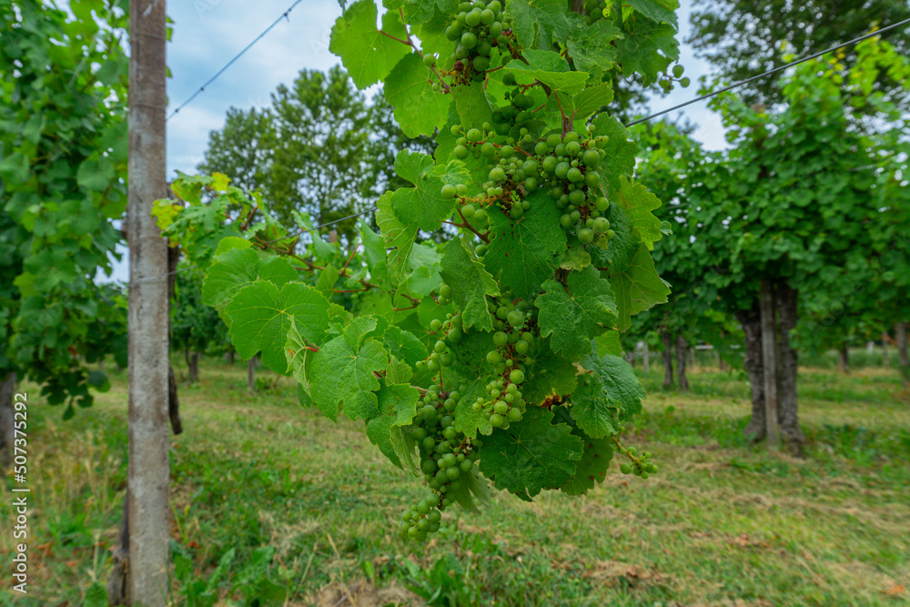 The stem of vine with tendril and grapes which are not fully ripe
