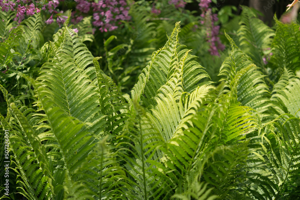 ferns in the garden ferns in the garden