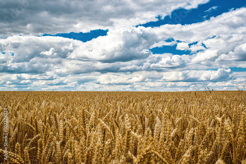 field of wheat