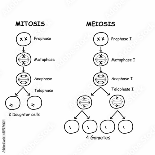 Fotografija mitosis and meiosis diagram. cell division