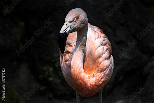 Fotografiet Single flamingo is standing in the dark field