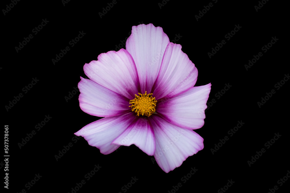 A White And Pink Flower On A Black Background