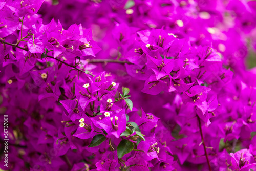 Violet bougainvillea flowers  ivy flowers