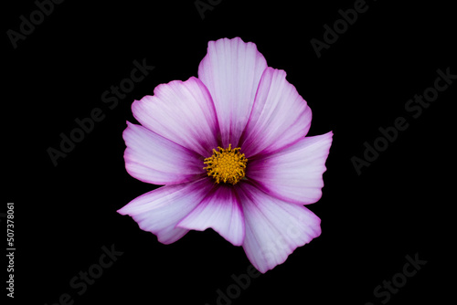 A White And Pink Flower On A Black Background