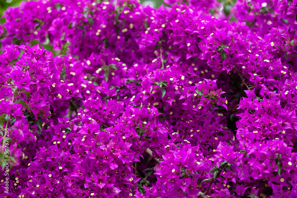 Violet bougainvillea flowers, ivy flowers