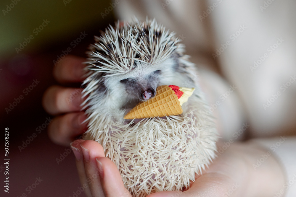 Cute funny hedgehog holds ice cream cone toy in its paws. Portrait of pretty curious muzzle of animal. Favorite pets. Atelerix, African hedgehogs. High quality photo Cute funny hedgehog holds ice cream cone toy in its paws. Portrait of pretty curious muzzle of animal. Favorite pets. Atelerix, African hedgehogs. High quality photo