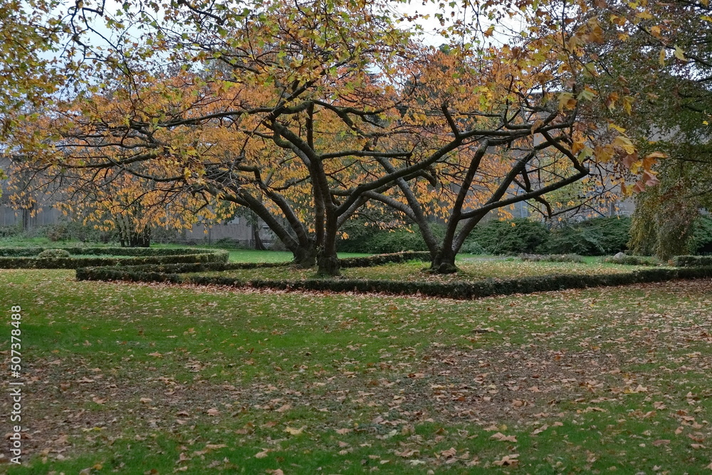 Drei Bäume mit teilweise eckigen Ästen und orange Blätter stehen auf einer grüner Wiese in Schlosspark Stammheim, Köln. Drei Bäume mit teilweise eckigen Ästen und orange Blätter stehen auf einer grüner Wiese in Schlosspark Stammheim, Köln.