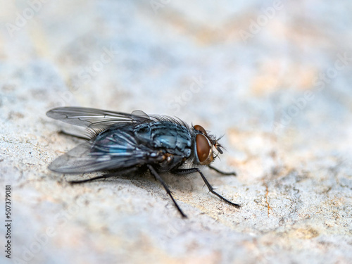 close-up macro photo of a fly sitting on a stone