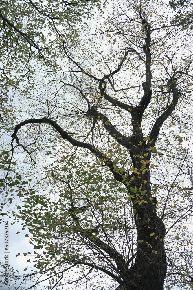 Ein Pappelbaum mit wenige gelbe und grüne Blätter von unten fotografiert auf dem Hintergrund vom hell blauen Himmel. Ein Pappelbaum mit wenige gelbe und grüne Blätter von unten fotografiert auf dem Hintergrund vom hell blauen Himmel.