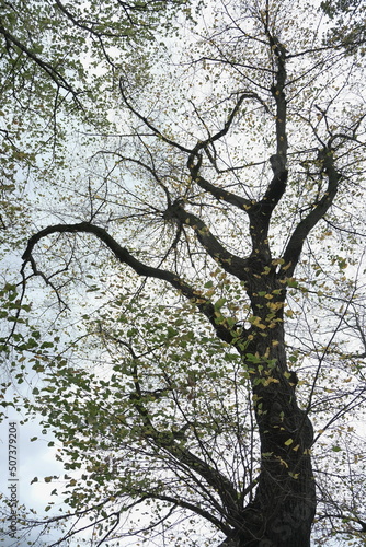 Wallpaper Mural Ein Pappelbaum mit wenige gelbe und grüne Blätter von unten fotografiert auf dem Hintergrund vom hell blauen Himmel.  Torontodigital.ca