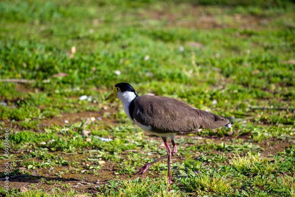 Australian Masked Lapwing (Vanellus miles) Australian Masked Lapwing (Vanellus miles)