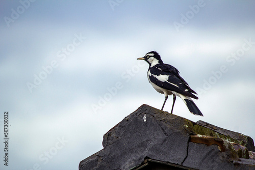 Australian Magpie-Lark (Grallina cyanoleuca) photo