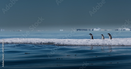 Adelie Penguins on this ice in Antarctic waters 