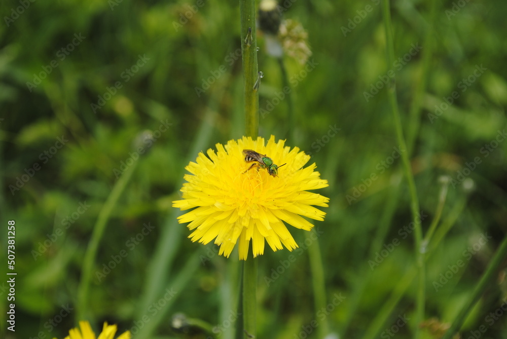A rare species of bee known as the bicolored striped-sweat bee, or Agapostemon virescens, pollinating a dandelion. A rare species of bee known as the bicolored striped-sweat bee, or Agapostemon virescens, pollinating a dandelion.