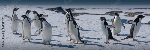 Fotografering A waddle of Adelie Penguins on ice in Antarctica