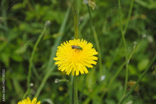 A rare species of bee known as the bicolored striped-sweat bee, or Agapostemon virescens, pollinating a dandelion. photo