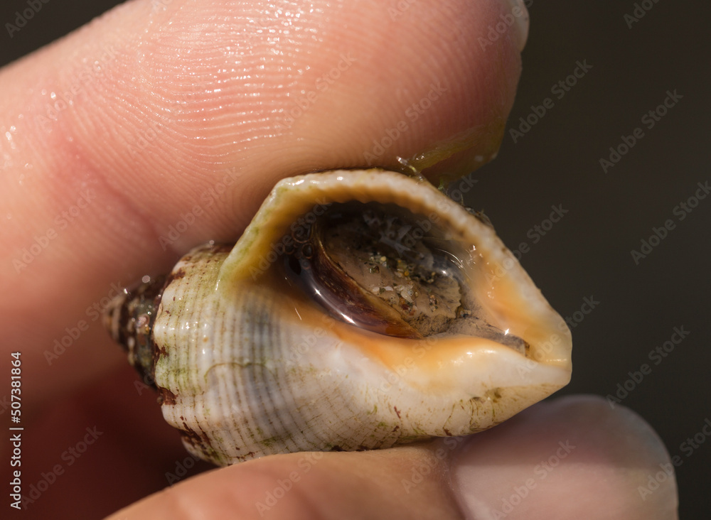 Rapana venosa, common name the veined rapa whelk, a marine gastropod mollusc or whelk, in the family Muricidae, the rock shells. Rapana venosa, common name the veined rapa whelk, a marine gastropod mollusc or whelk, in the family Muricidae, the rock shells.