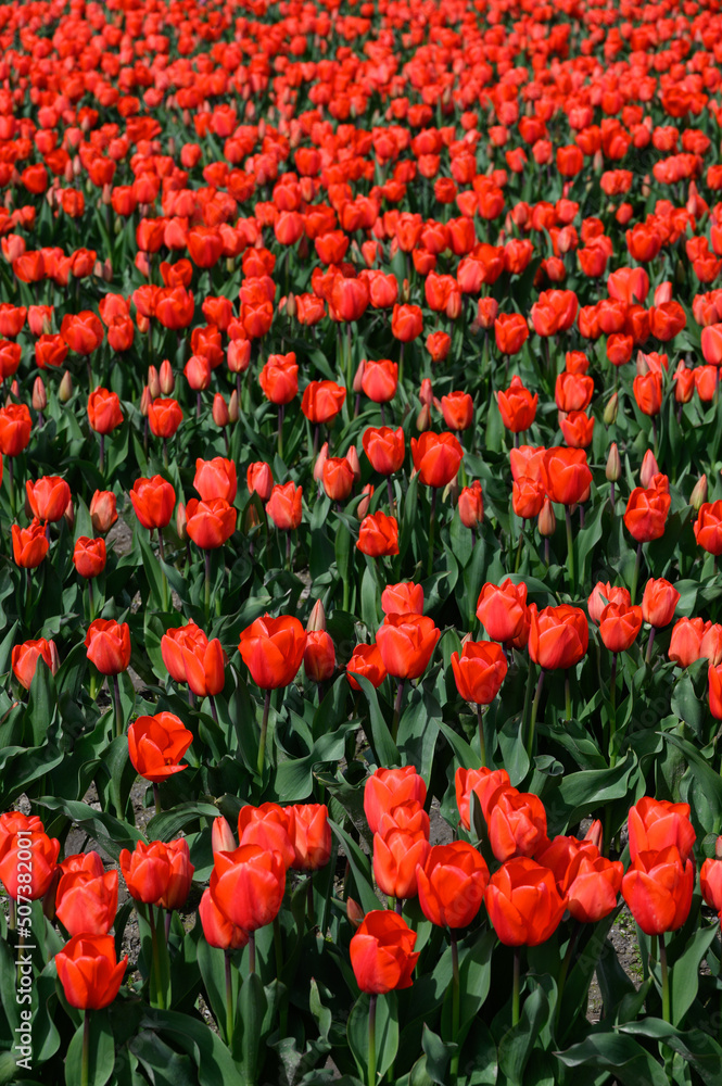 Bright red tulips in full bloom in rows on a sunny spring day, as a nature background
