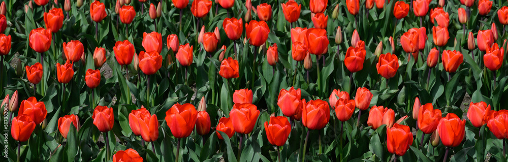 Bright red tulips in full bloom in rows on a sunny spring day, as a nature background
