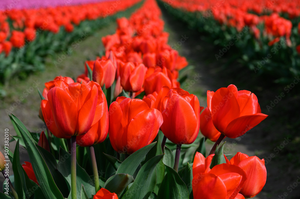 Fototapeta premium Bright red tulips in full bloom in rows on a sunny spring day, as a nature background