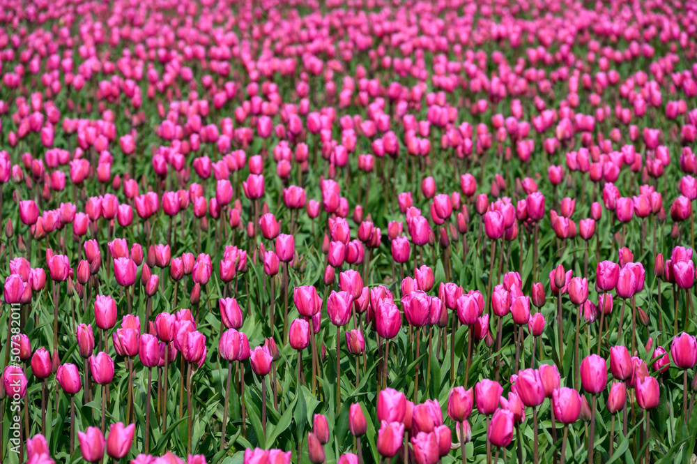 Vibrant pink tulips in full bloom in rows on a sunny spring day, as a nature background
Vibrant pink tulips in full bloom in rows on a sunny spring day, as a nature background