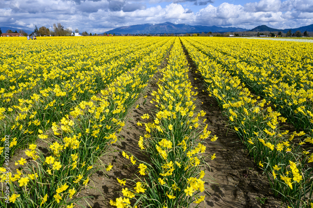 Rows of yellow daffodils blooming in rows in a spring field, as a nature background
