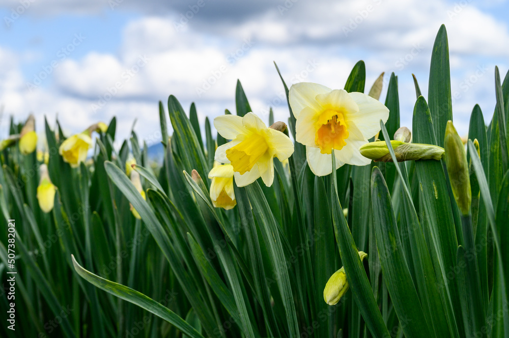Obraz premium View from below of a classic yellow daffodil blooming in a field against the sky on a sunny day, as a nature background 
