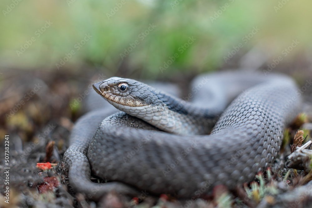 Fototapeta premium Eastern Hognose Snake from Massachusetts 