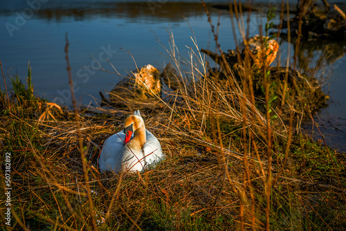 Die Donau bei Elchingen photo