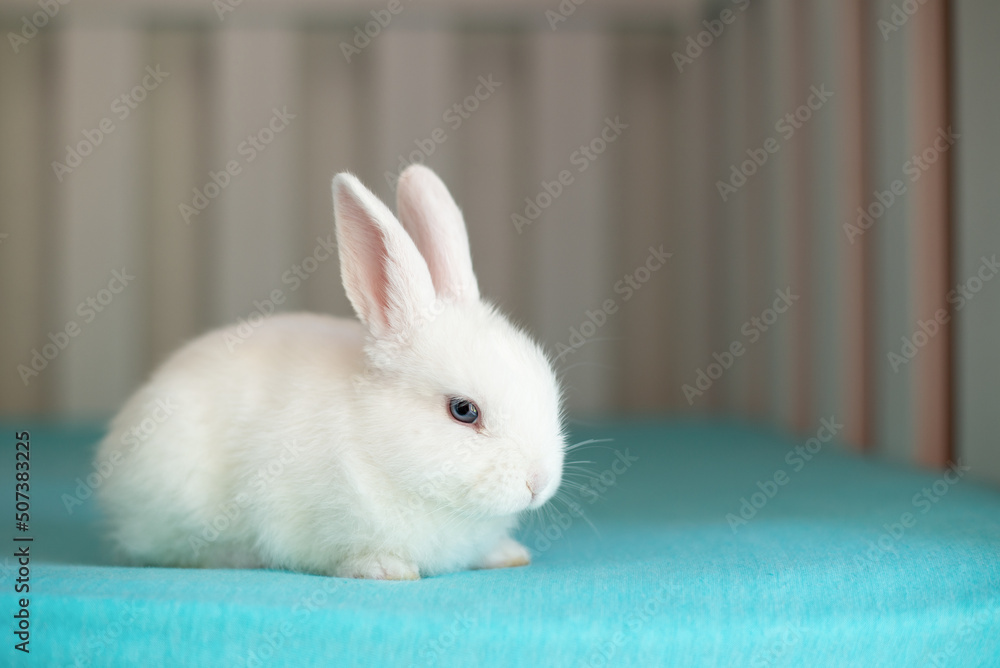 Cute little white rabbit Cute little white rabbit